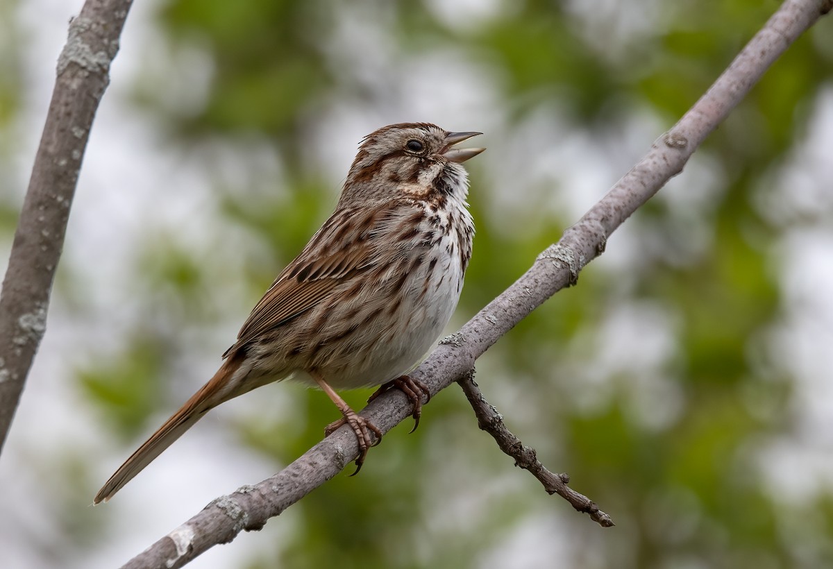 Song Sparrow - ML335488241