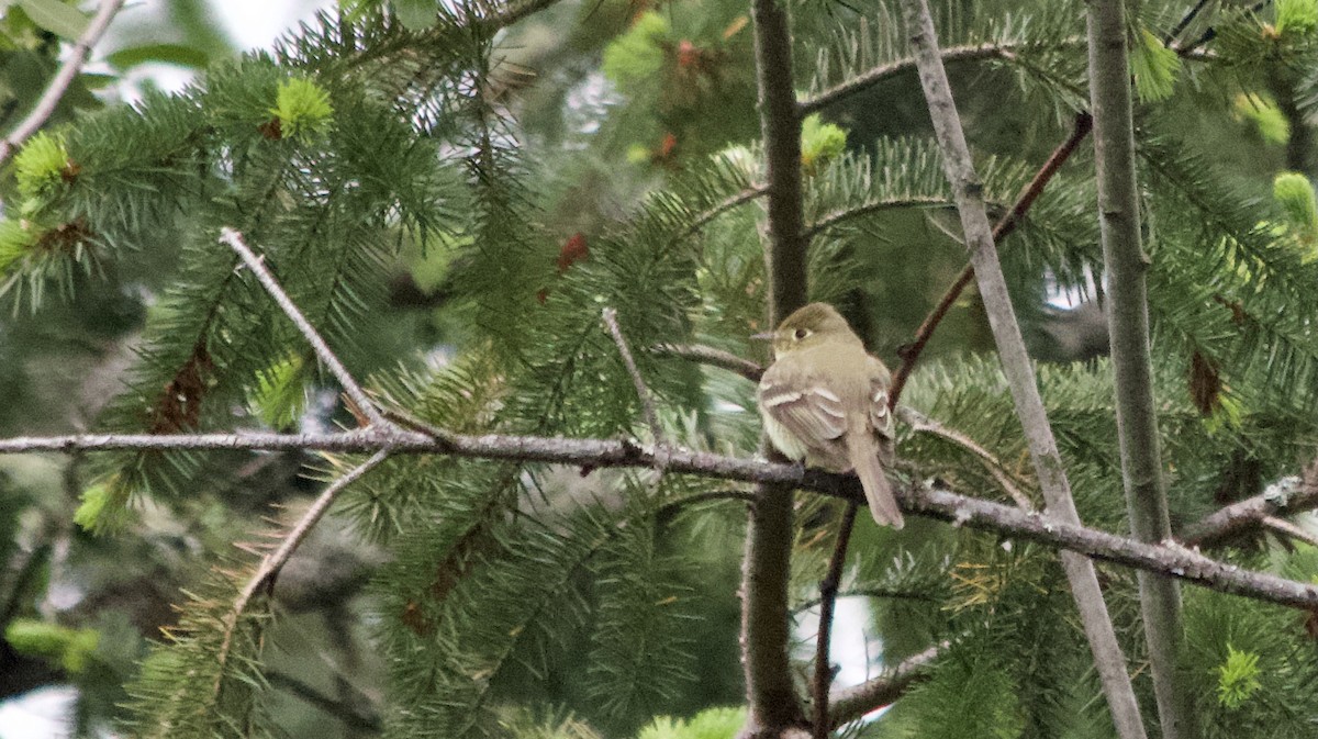 Western Flycatcher (Pacific-slope) - Tom Wnuk