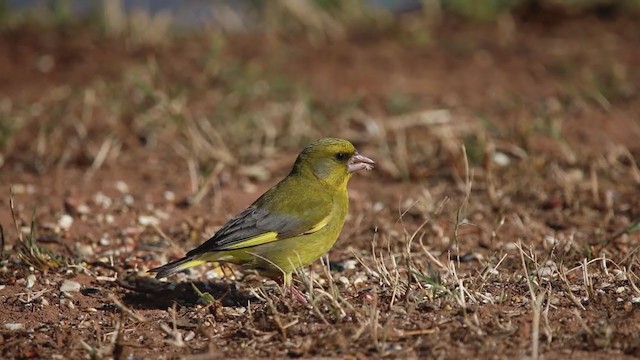 European Greenfinch - ML335489631