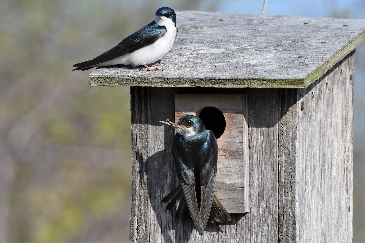 Tree Swallow - ML335490341