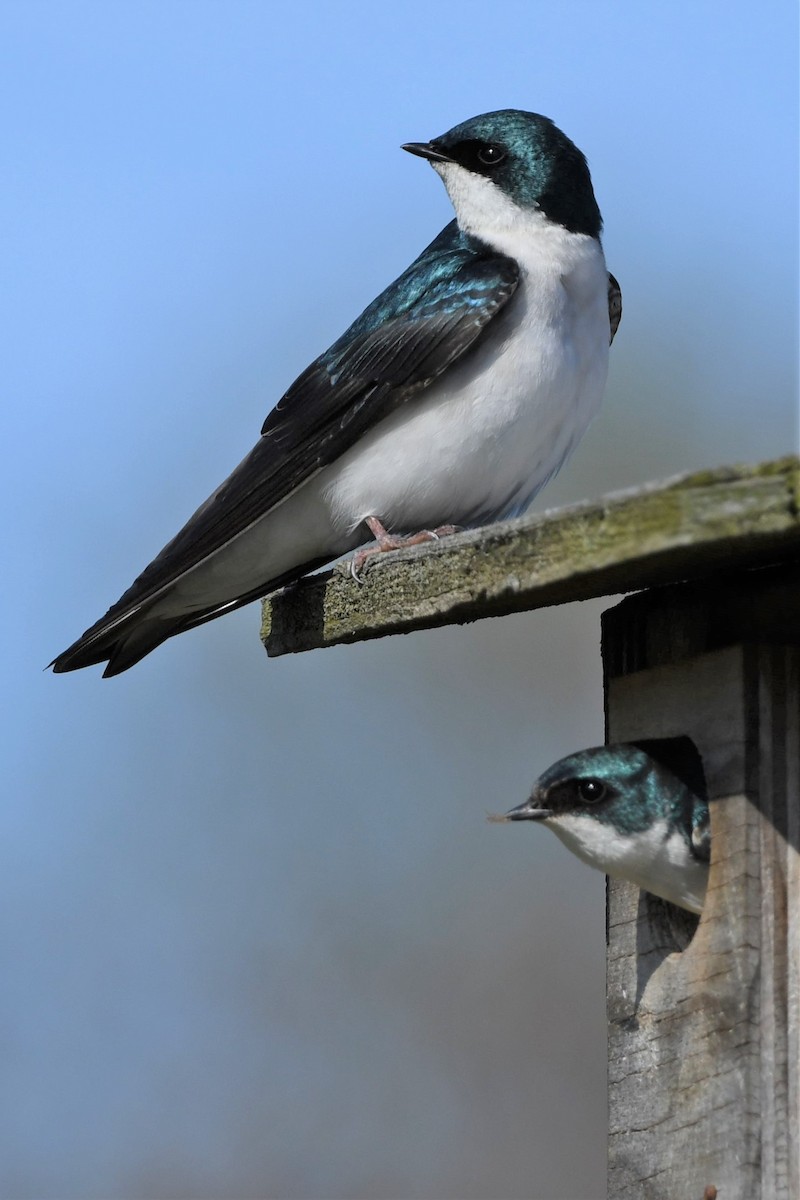 Tree Swallow - ML335490411