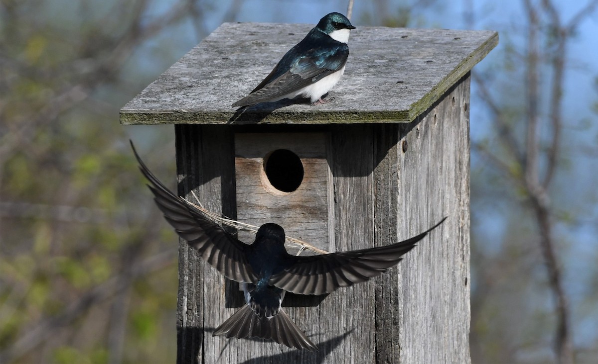 Tree Swallow - ML335490691