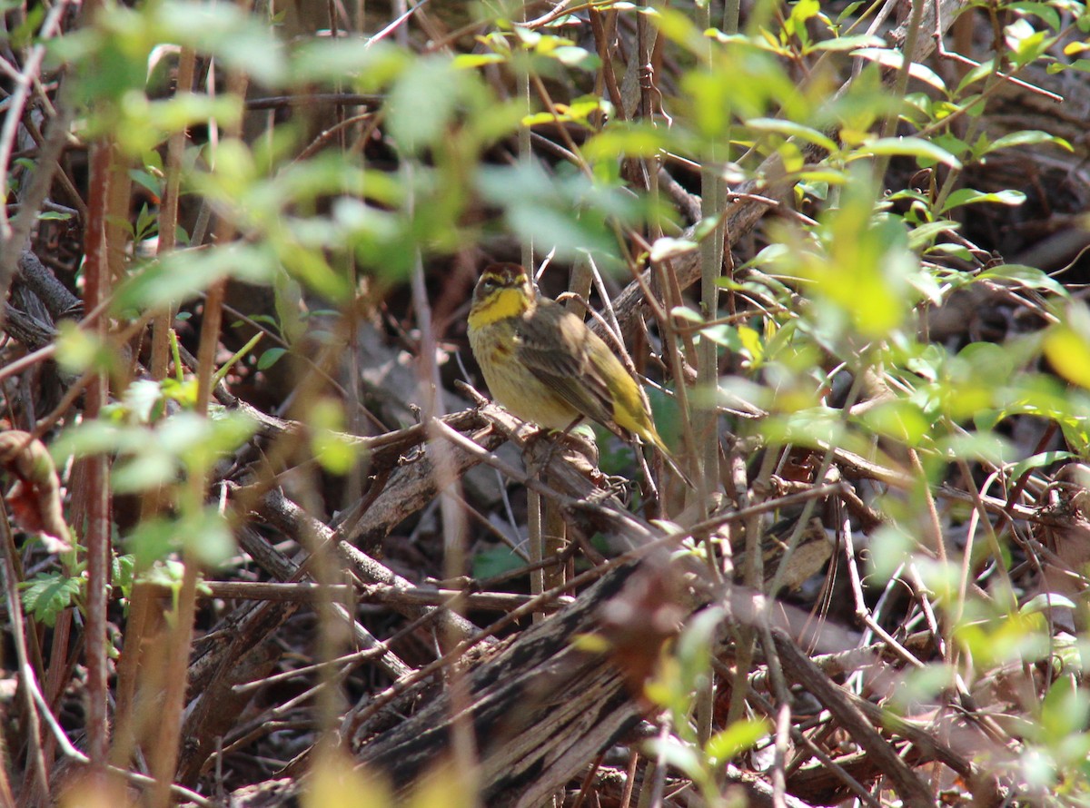 Palm Warbler - ML335491931