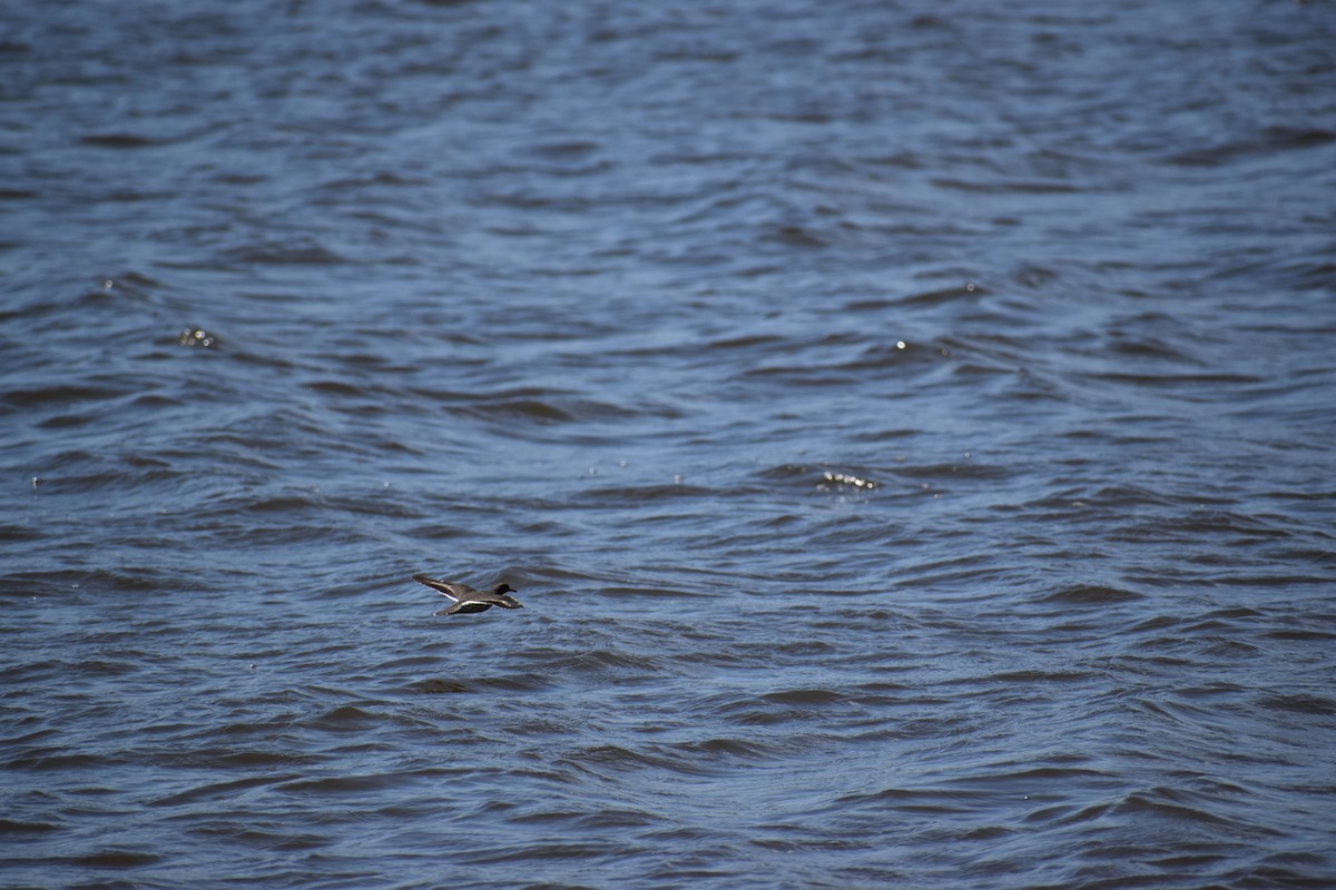 Spotted Sandpiper - ML335492911