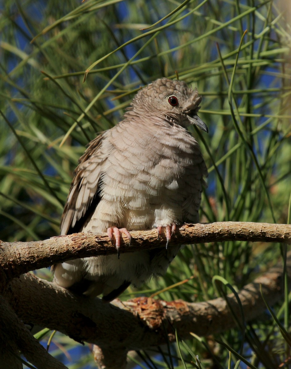 Inca Dove - ML33549371