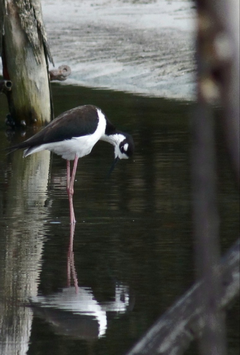 Black-necked Stilt (Black-necked) - ML335496981