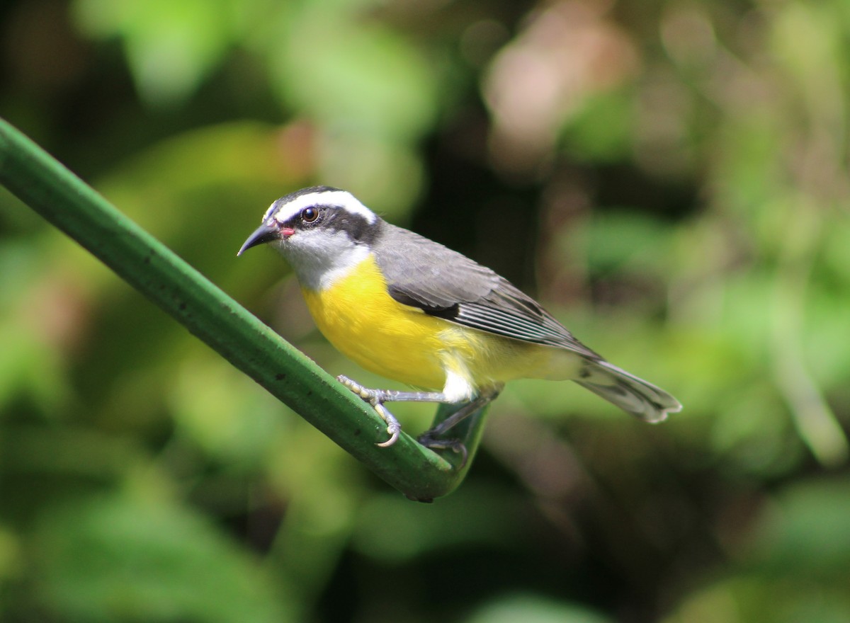 Bananaquit - ML335497781