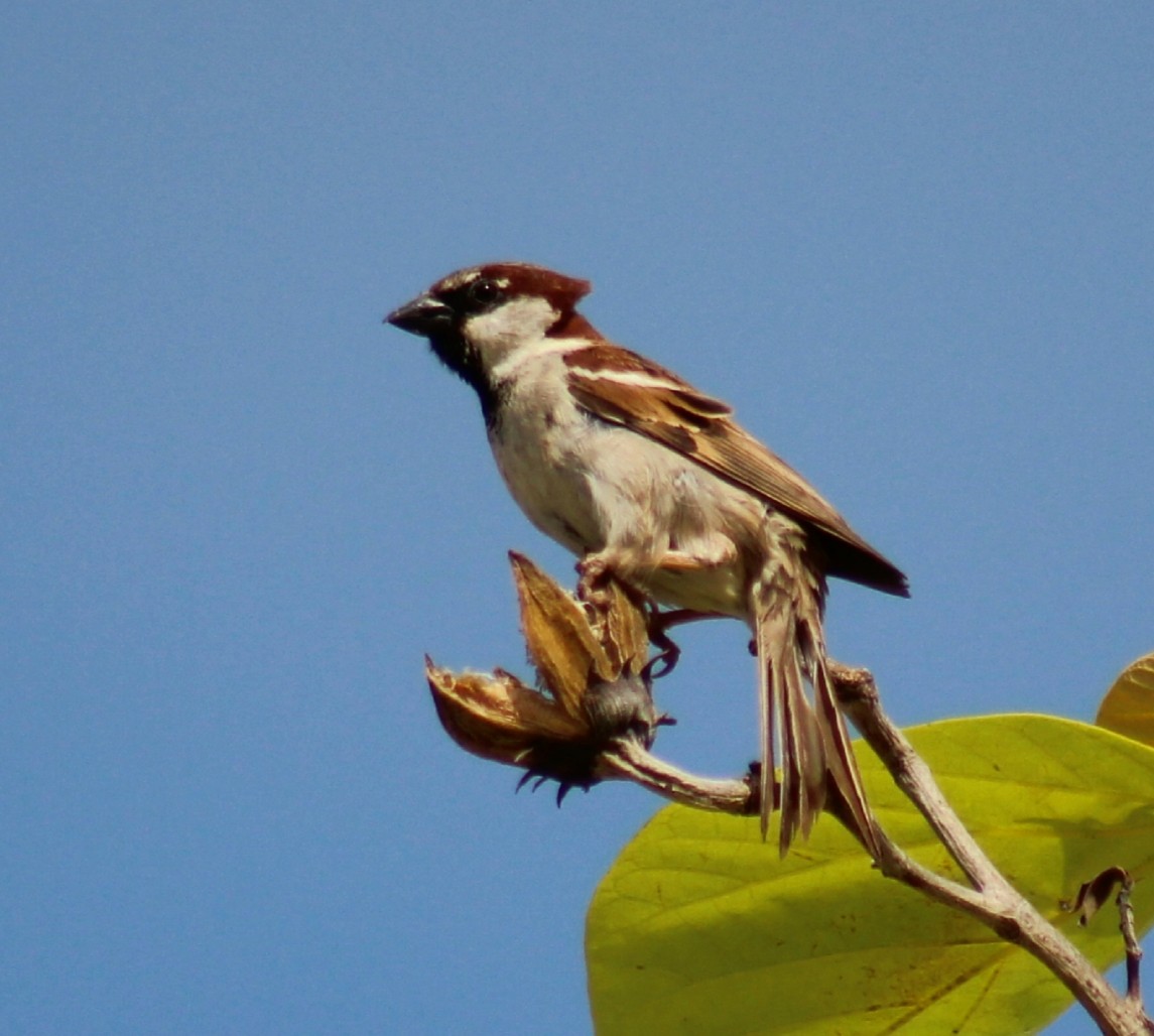 House Sparrow - Wency Rosales