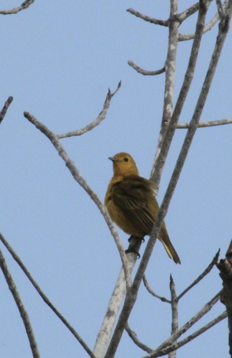 Yellow Warbler - ML335498031