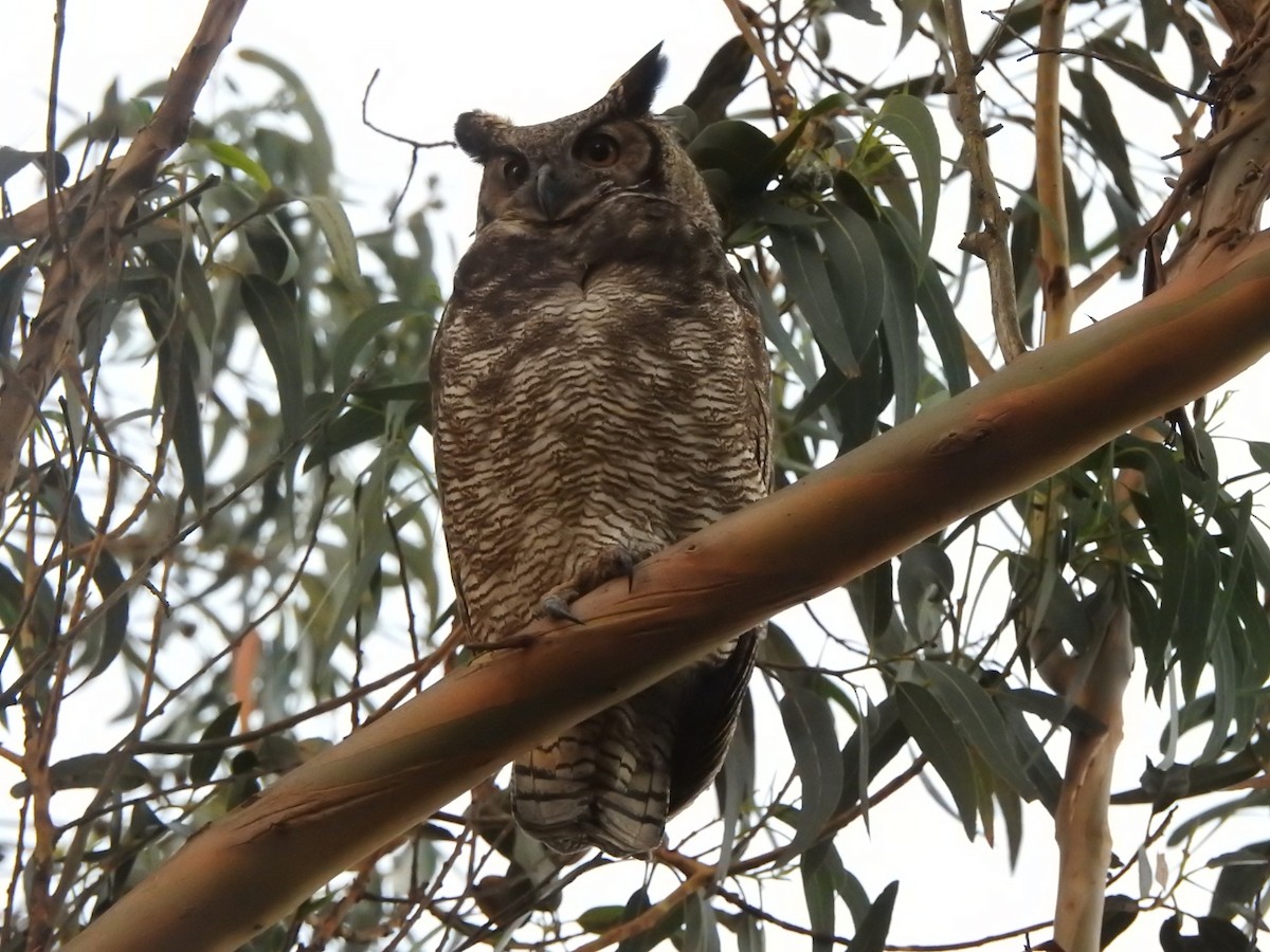 Great Horned Owl - Raul Chumilo