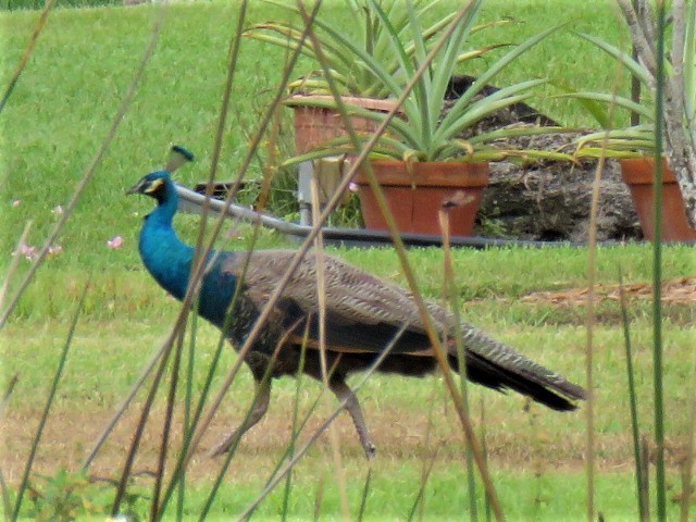 Indian Peafowl - ML335499401