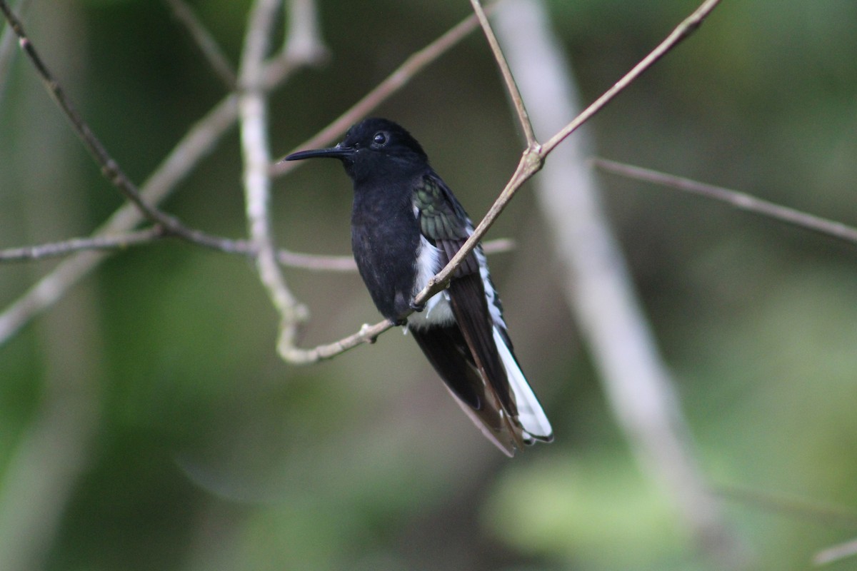 Colibrí Negro - ML335499511