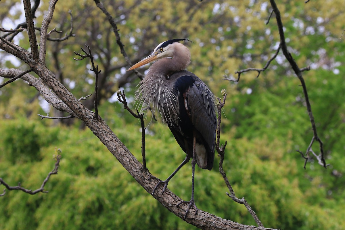 Great Blue Heron - ML335500091