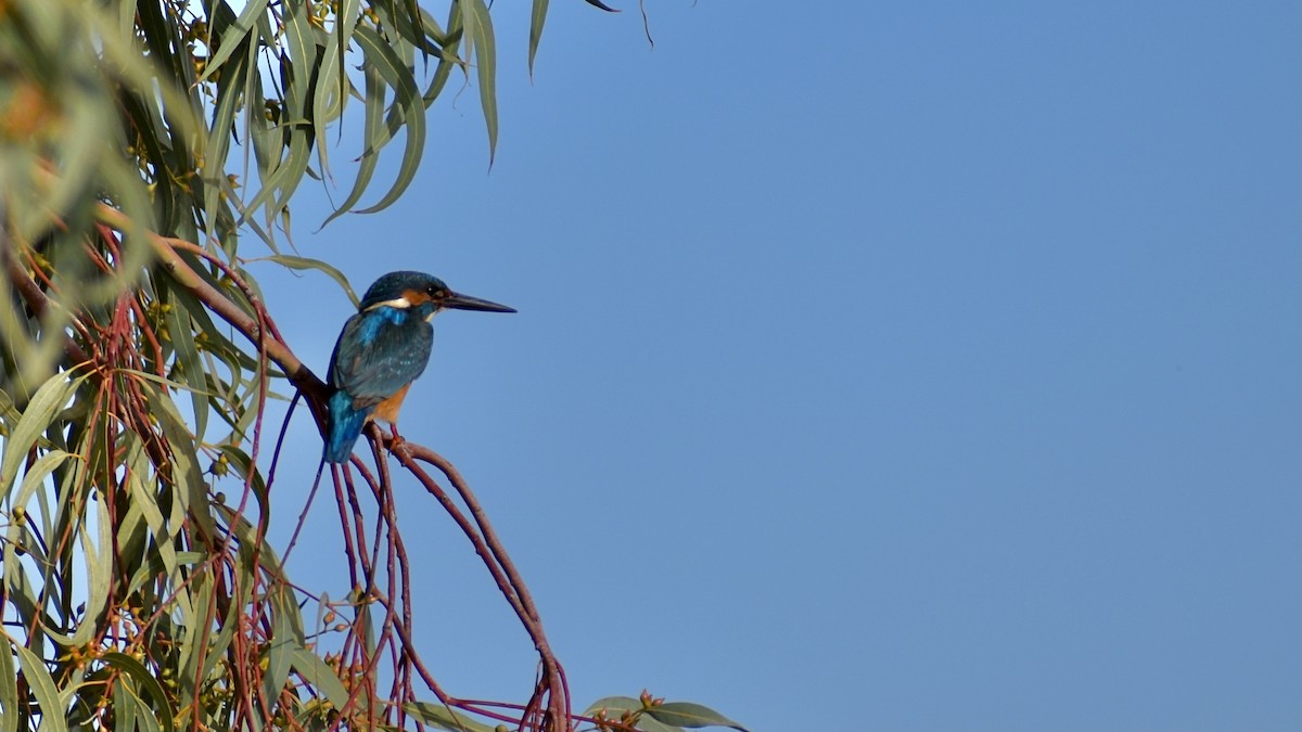 Common Kingfisher - ML335500351