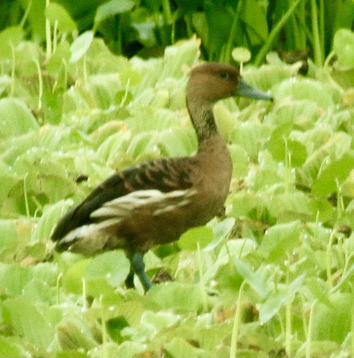 Fulvous Whistling-Duck - ML335500881