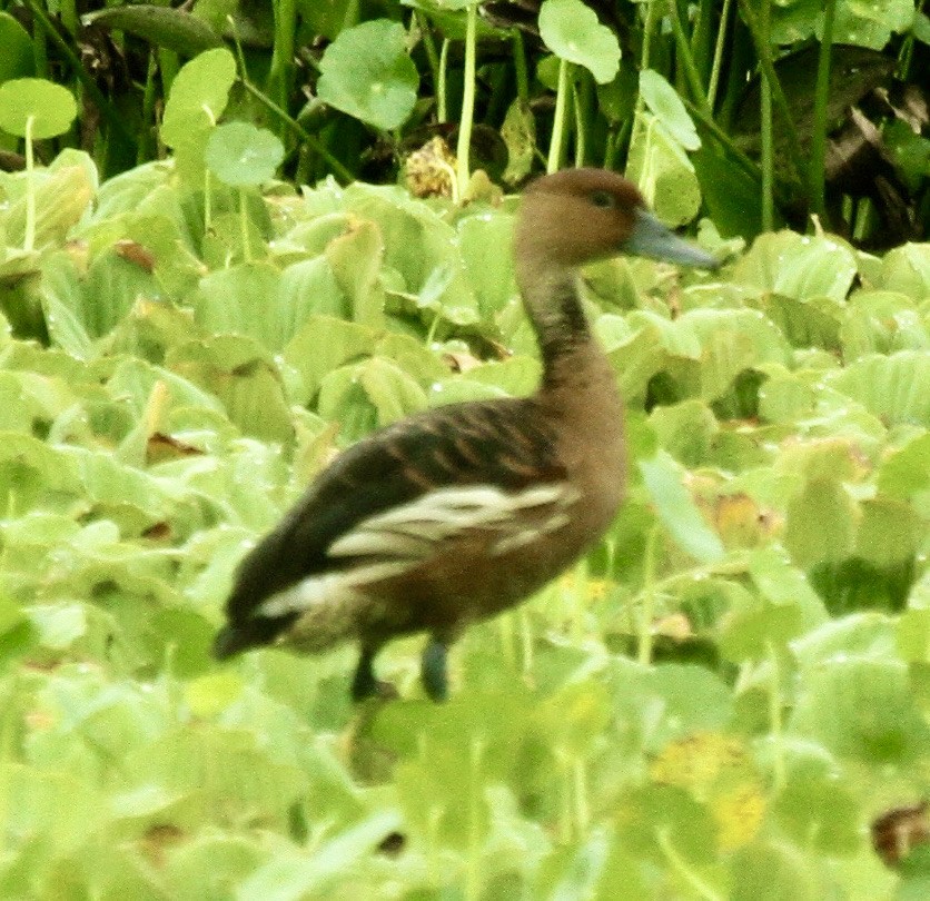 Fulvous Whistling-Duck - ML335500921