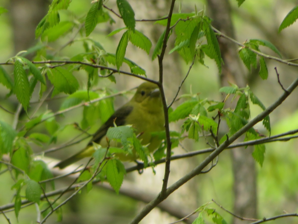 Scarlet Tanager - ML335501561