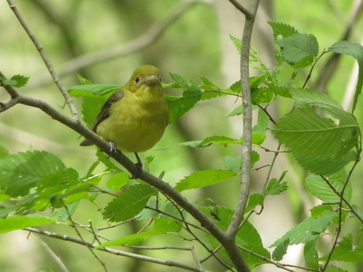 Scarlet Tanager - ML335501601