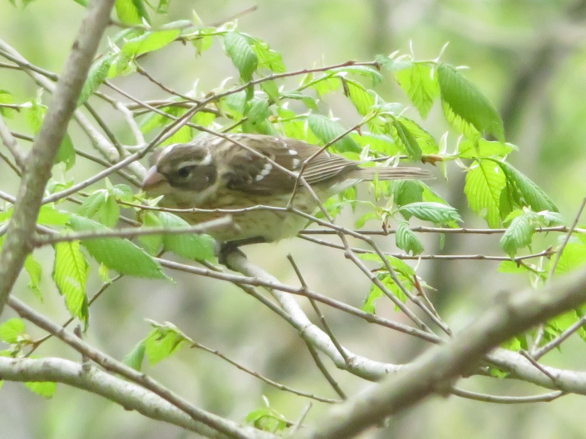 Rose-breasted Grosbeak - ML335501691