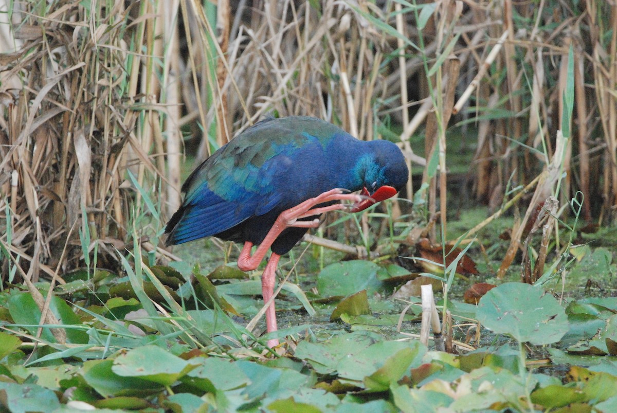 African Swamphen - ML335503151