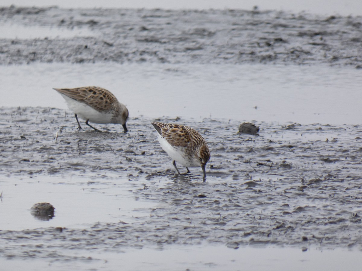 Semipalmated Sandpiper - ML335503301