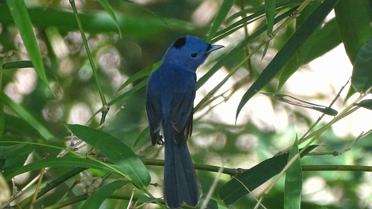 Монаршик гіацинтовий - ML335504331