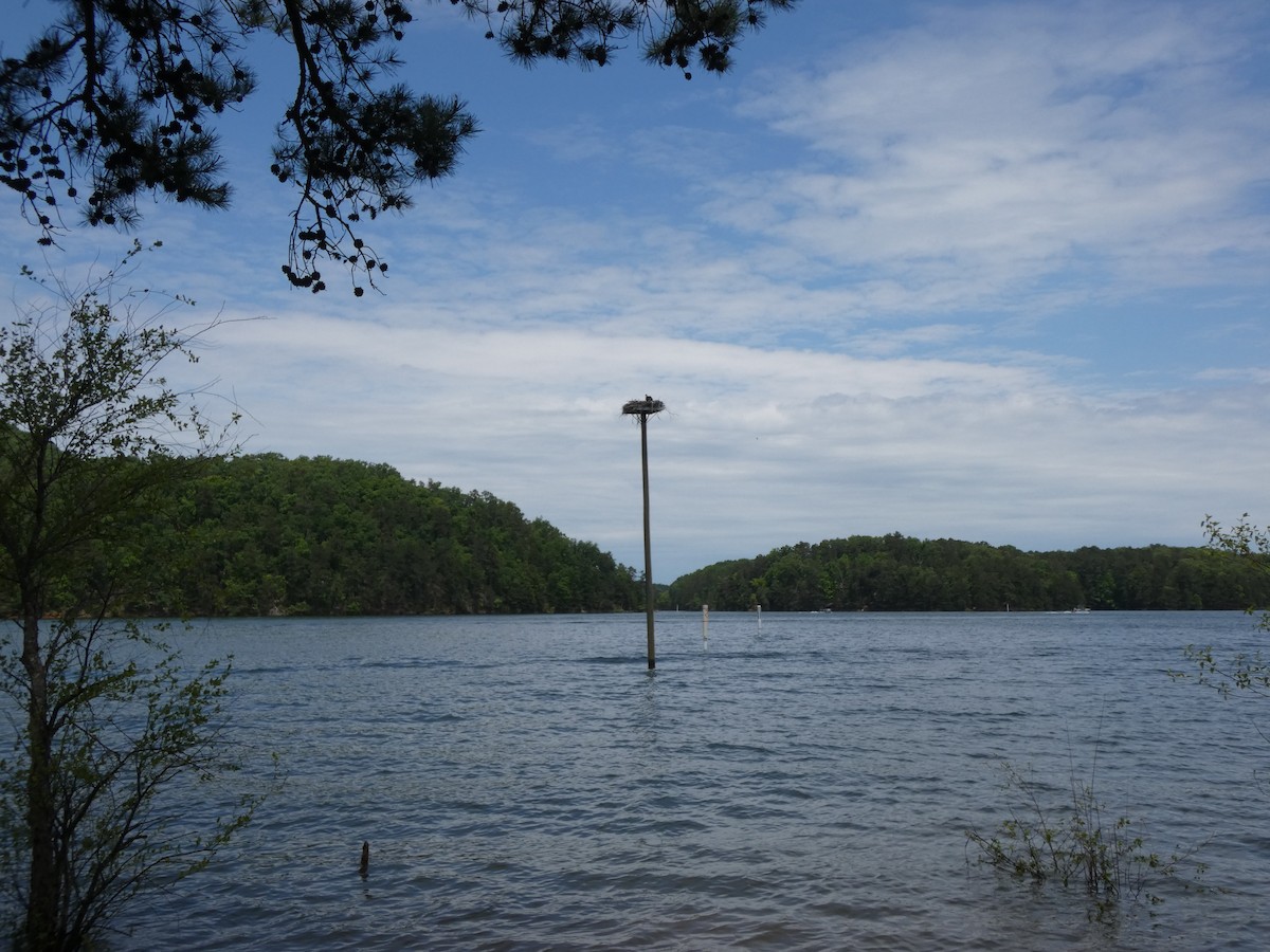 魚鷹 - ML335504851