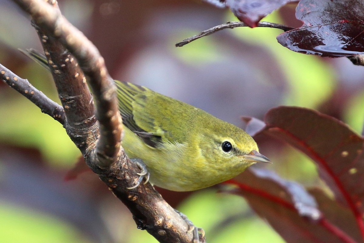 Tennessee Warbler - ML33550591