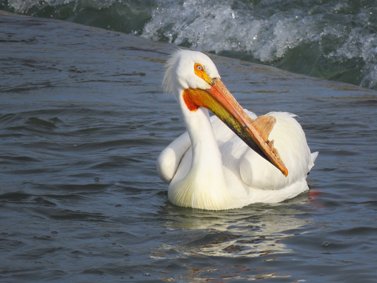 American White Pelican - Ken Orich