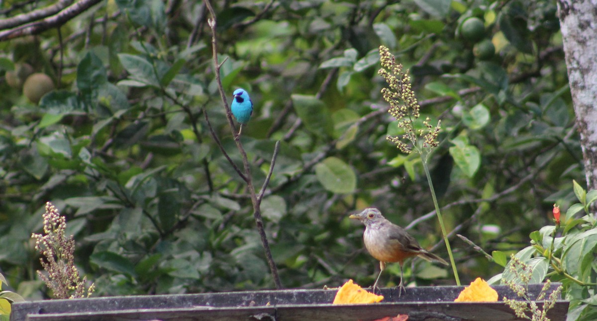 Rufous-bellied Thrush - ML335507341