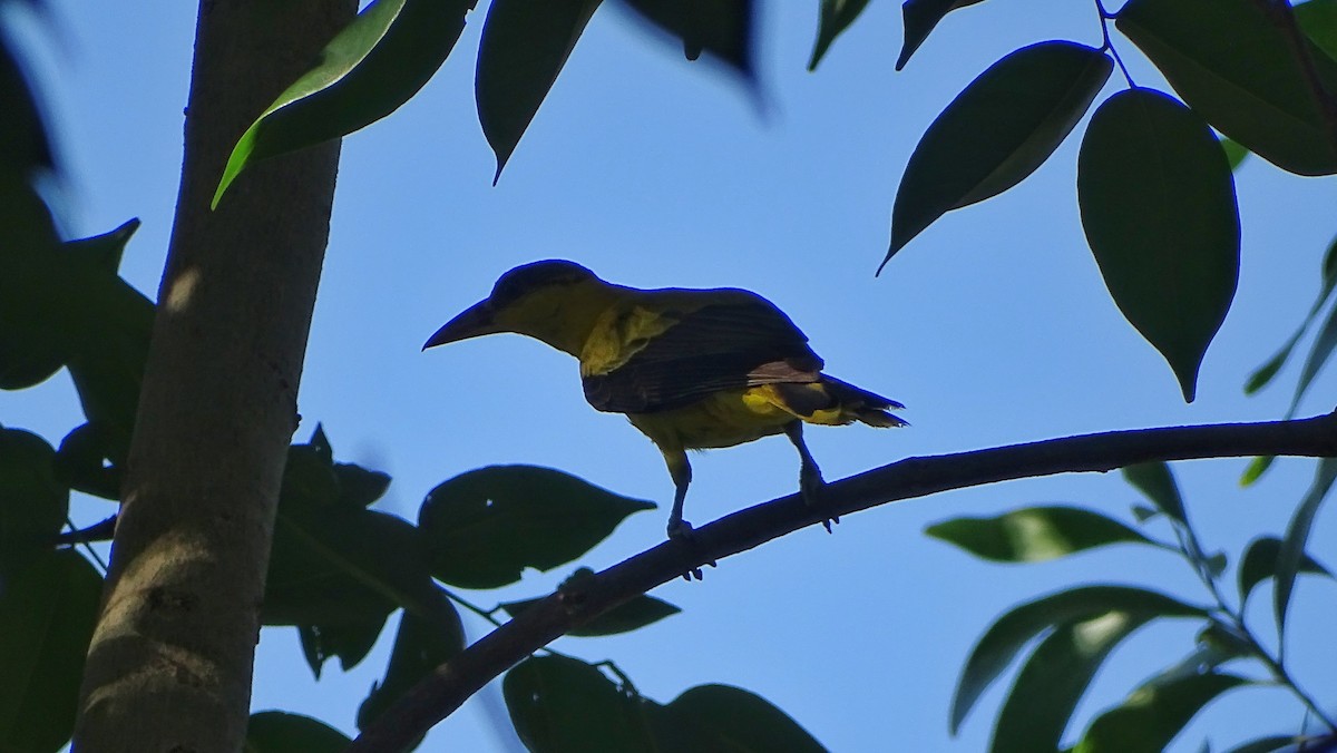 svartnakkepirol - ML335507821