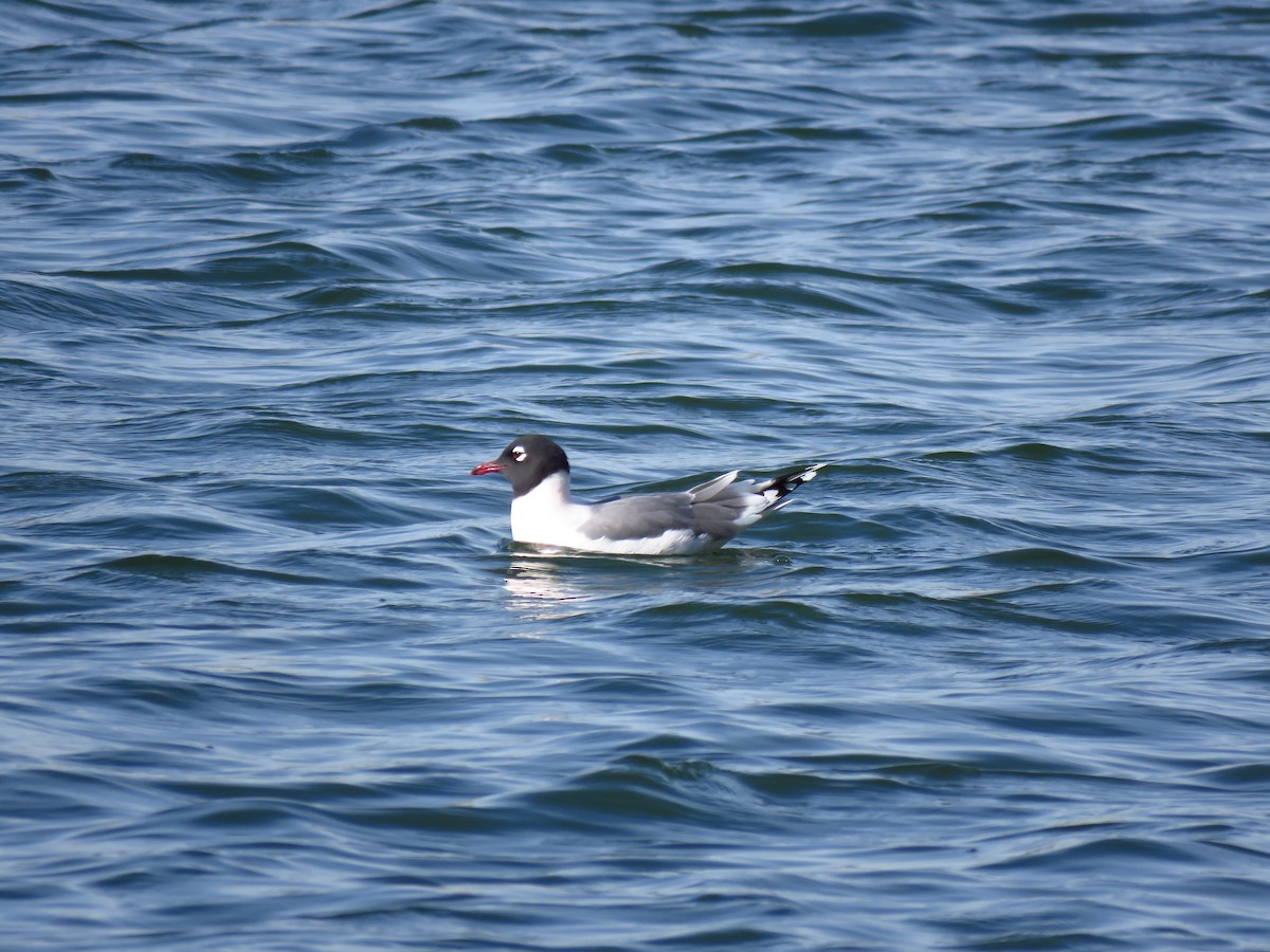 Franklin's Gull - Ken Orich