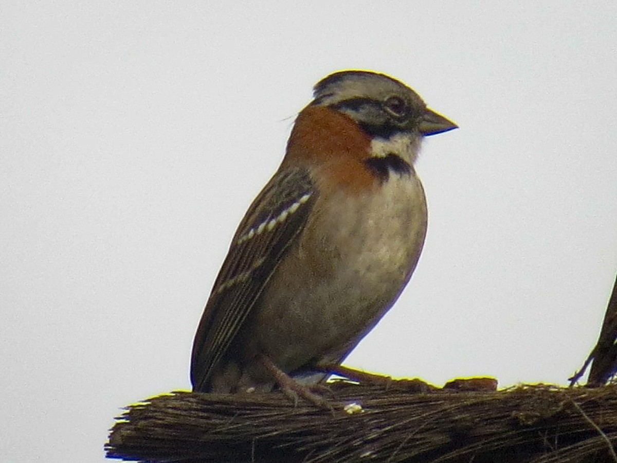 Rufous-collared Sparrow - ML335509181