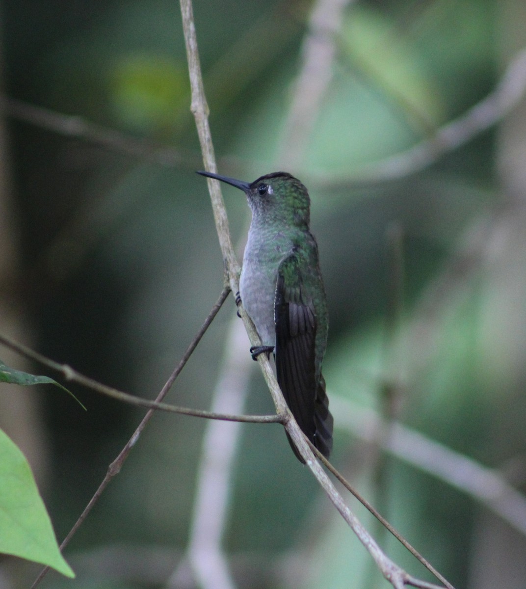 Colibrí Apagado - ML335511091