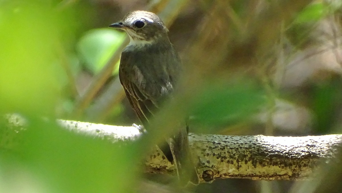 gråstripefluesnapper - ML335511731