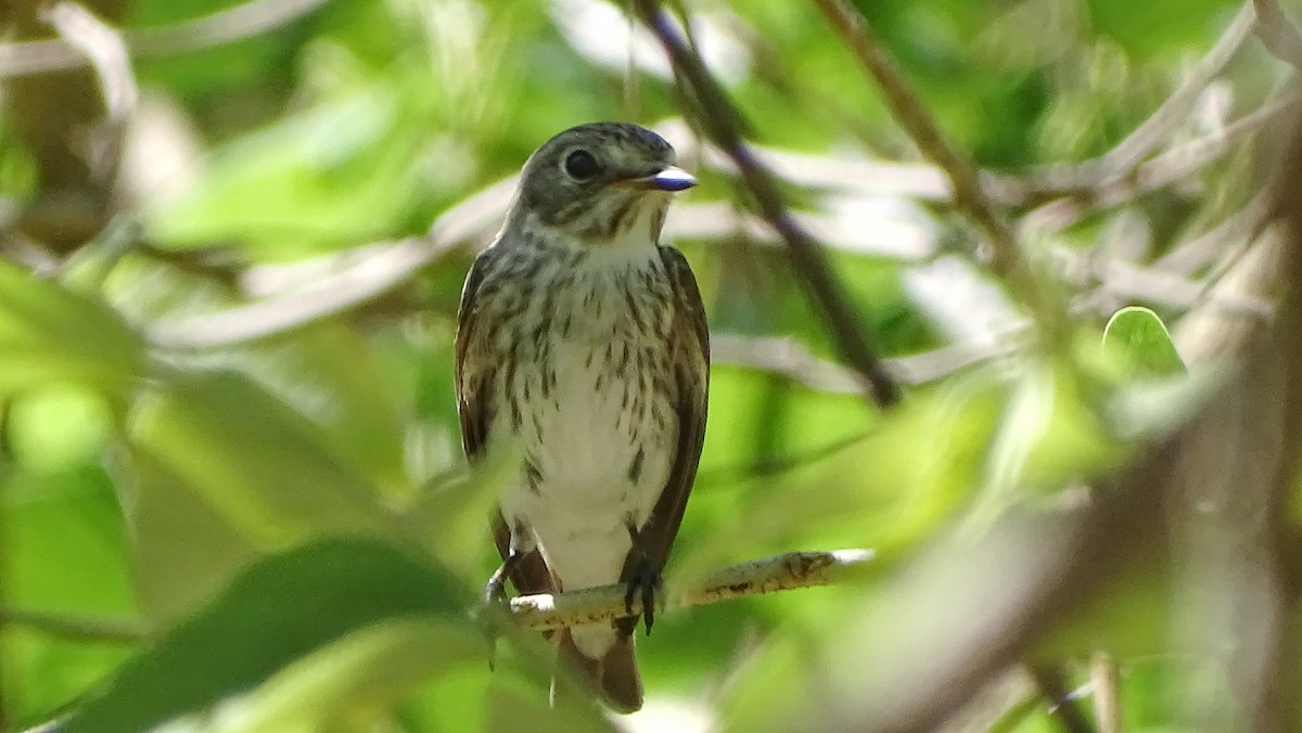 Gobemouche à taches grises - ML335511861