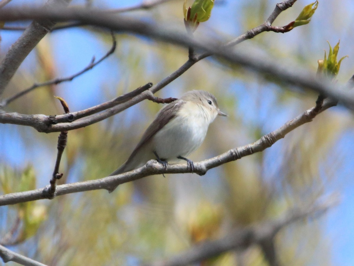 Warbling Vireo - ML335513431