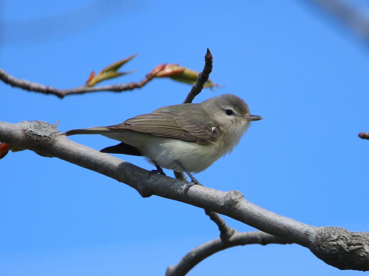 Warbling Vireo - ML335513671