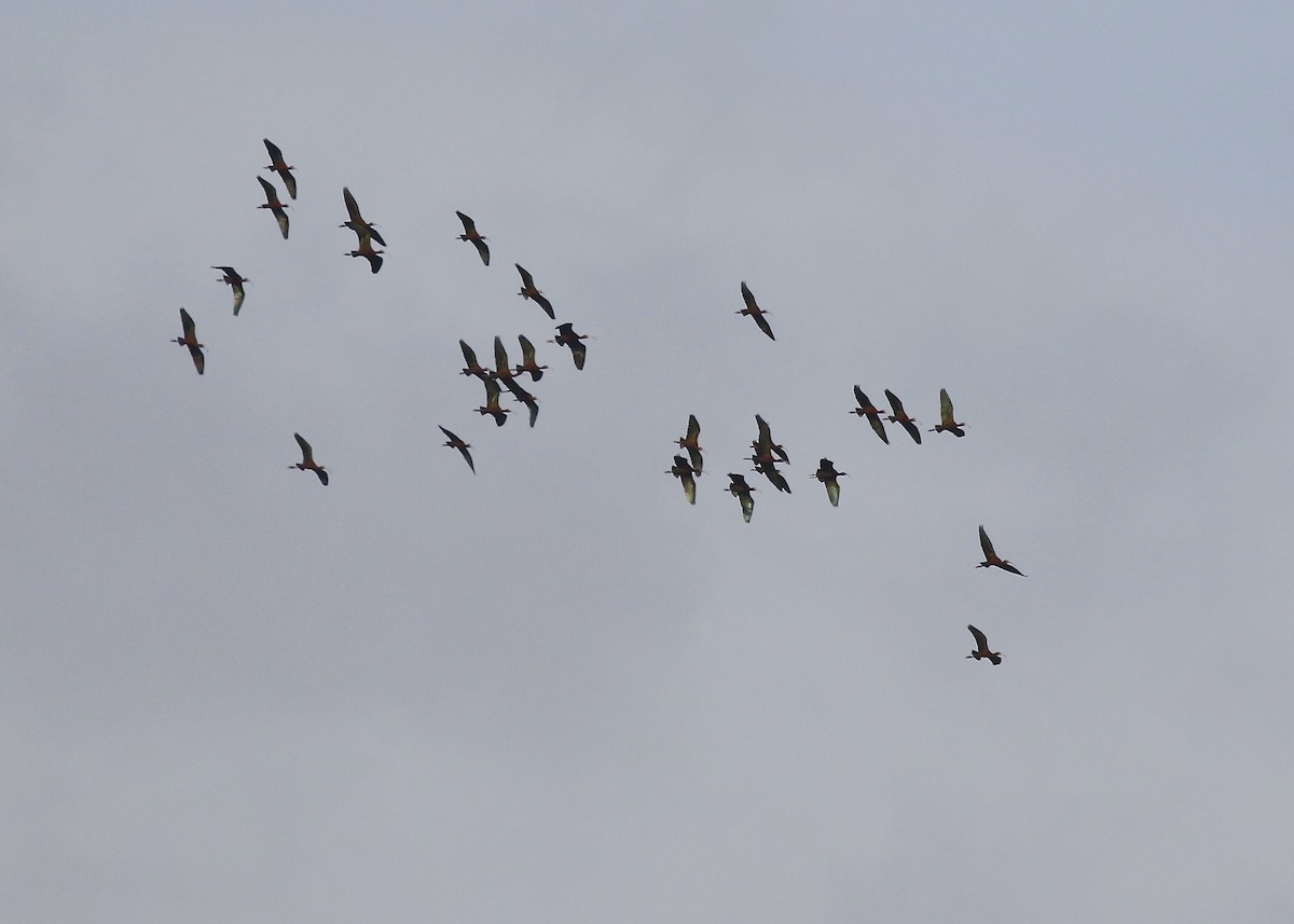 White-faced Ibis - ML335514071