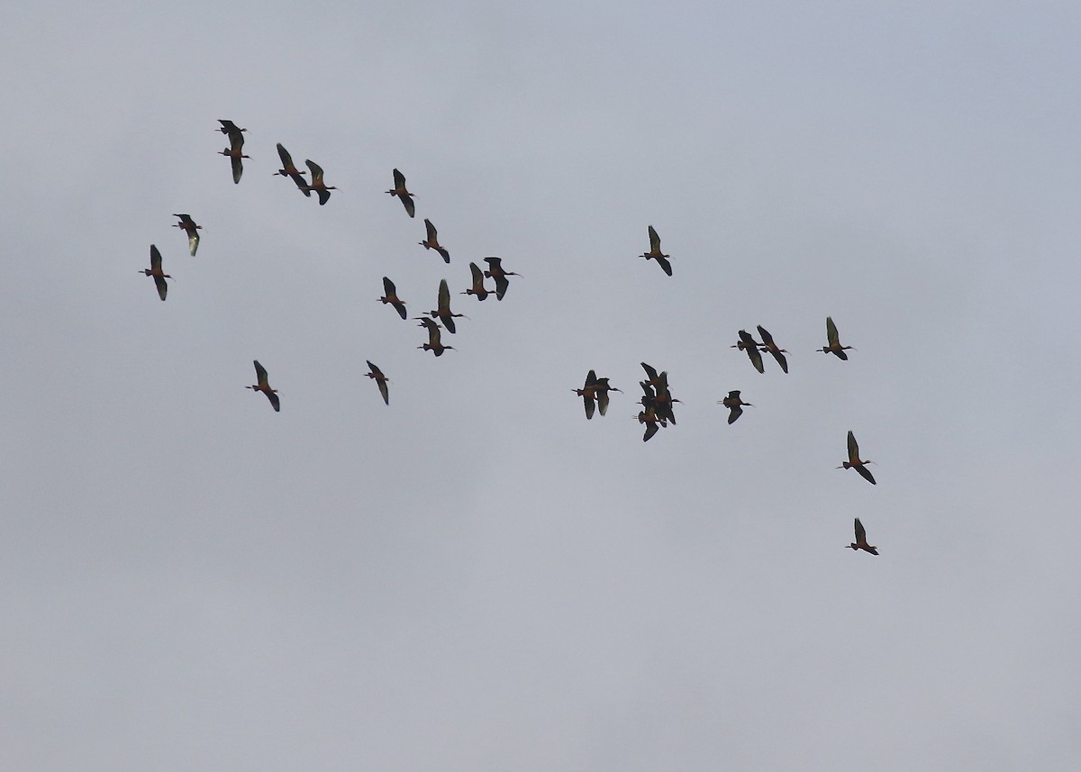 White-faced Ibis - ML335514161