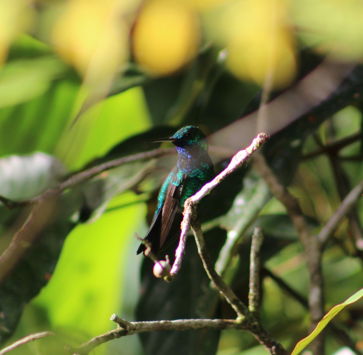 Blue-chinned Sapphire - Bárbara Cavalcante