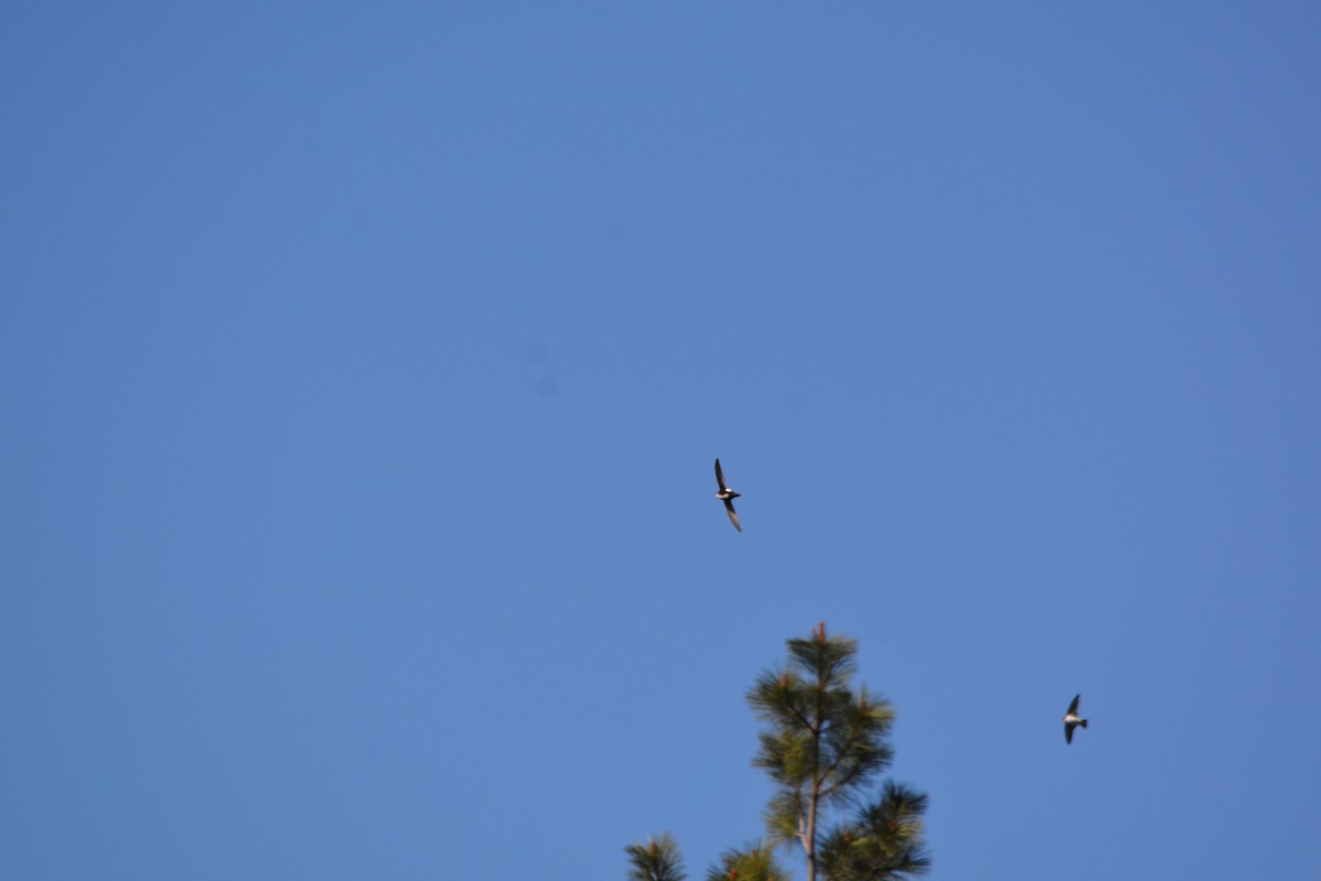 White-throated Swift - ML335519831