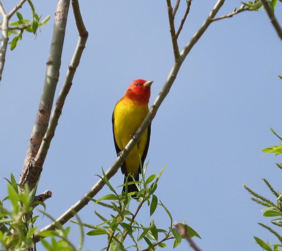 Western Tanager - ML335520411