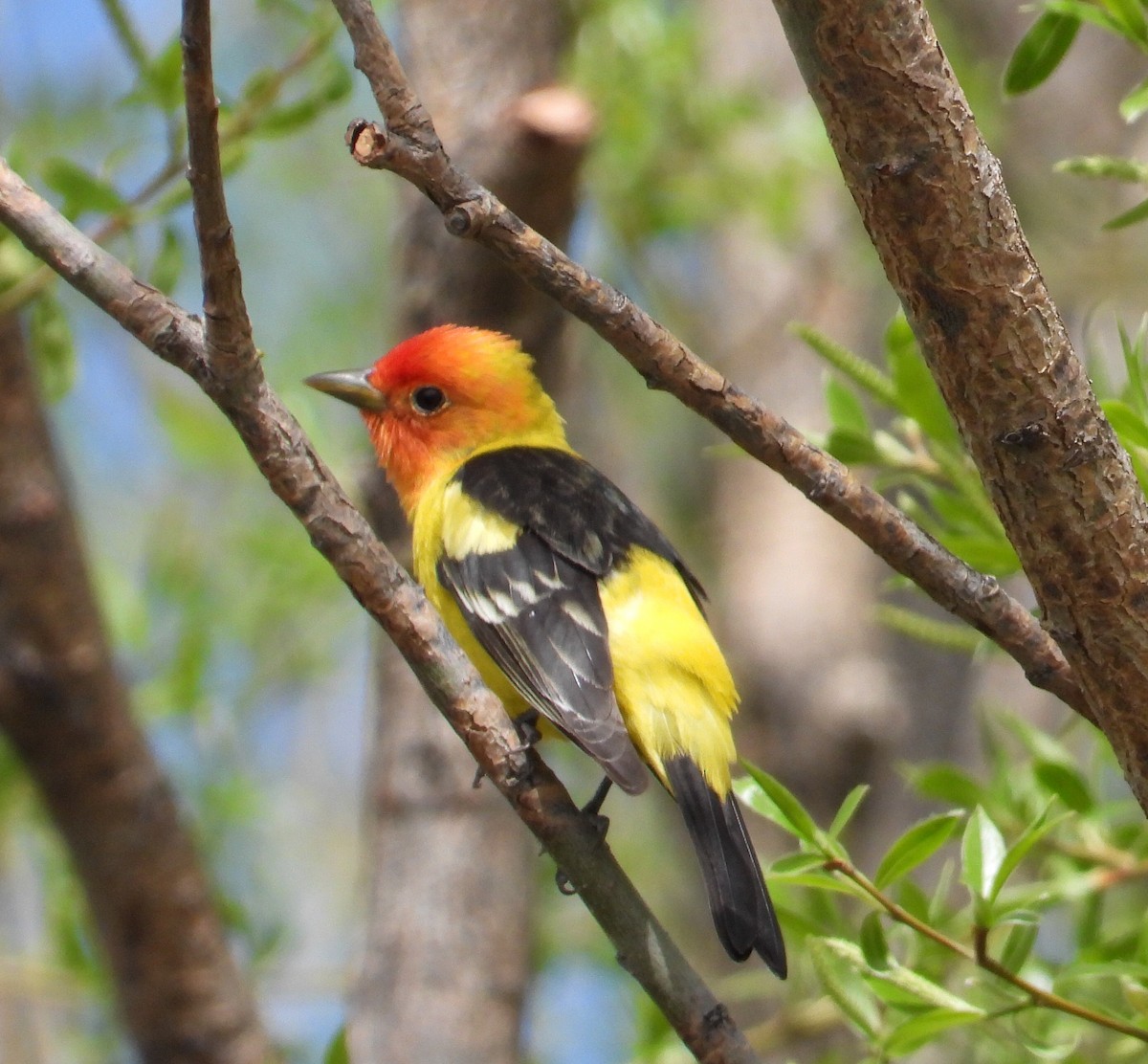 Western Tanager - ML335520451