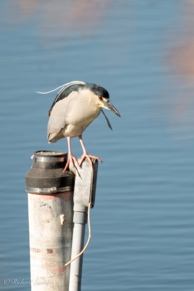 Black-crowned Night Heron - Richard Latuchie