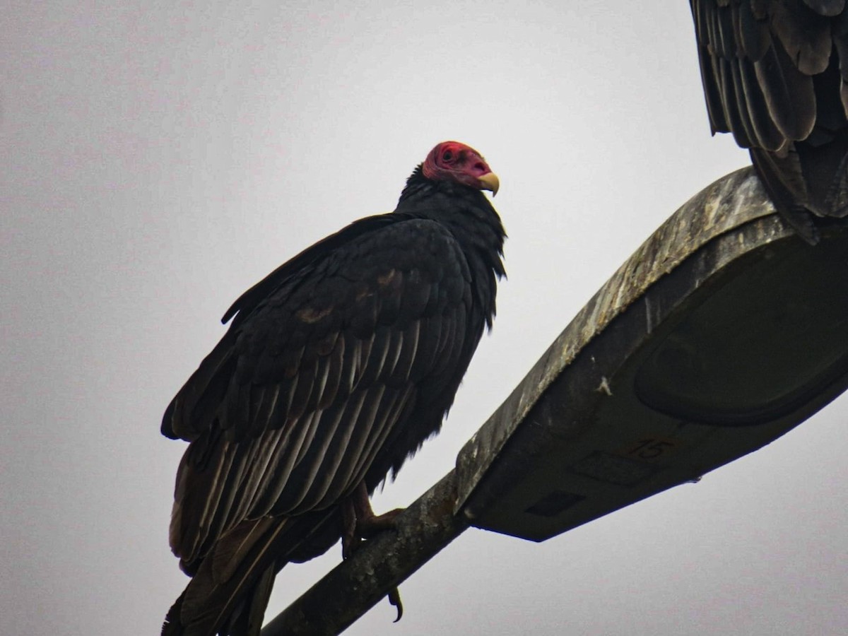 Turkey Vulture - ML335522121
