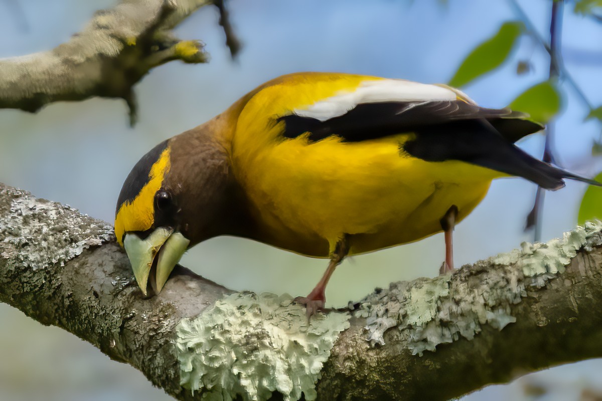 Evening Grosbeak - Grant Price