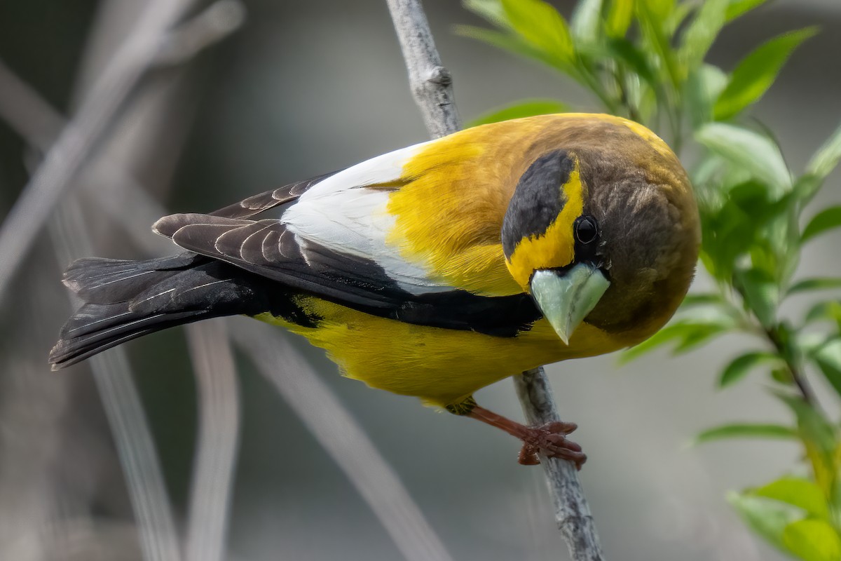 Evening Grosbeak - Grant Price