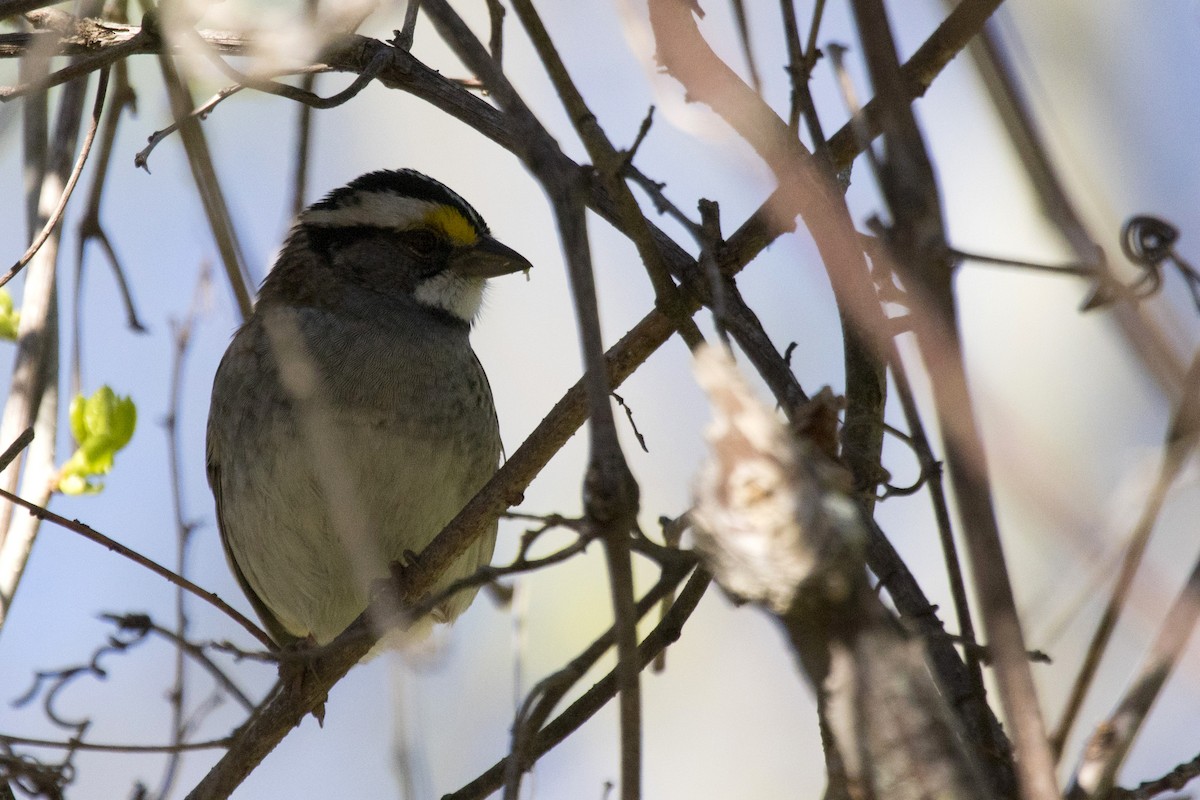 White-throated Sparrow - ML335522701