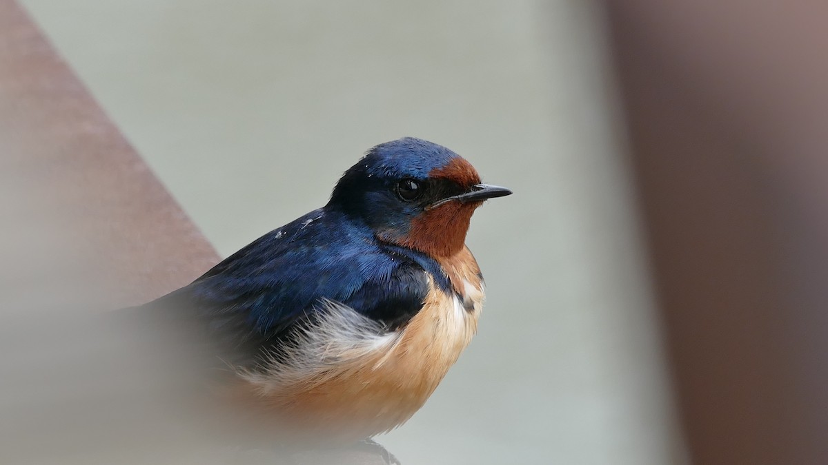 Golondrina Común (americana) - ML335522801